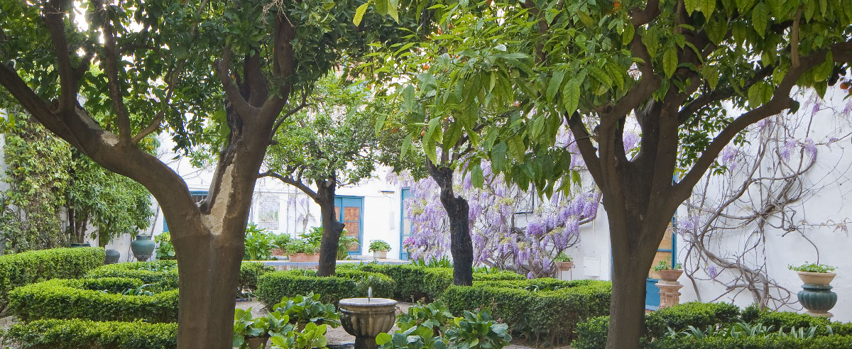 Patio de los naranjos